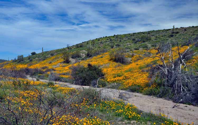 yellow wildflower fields